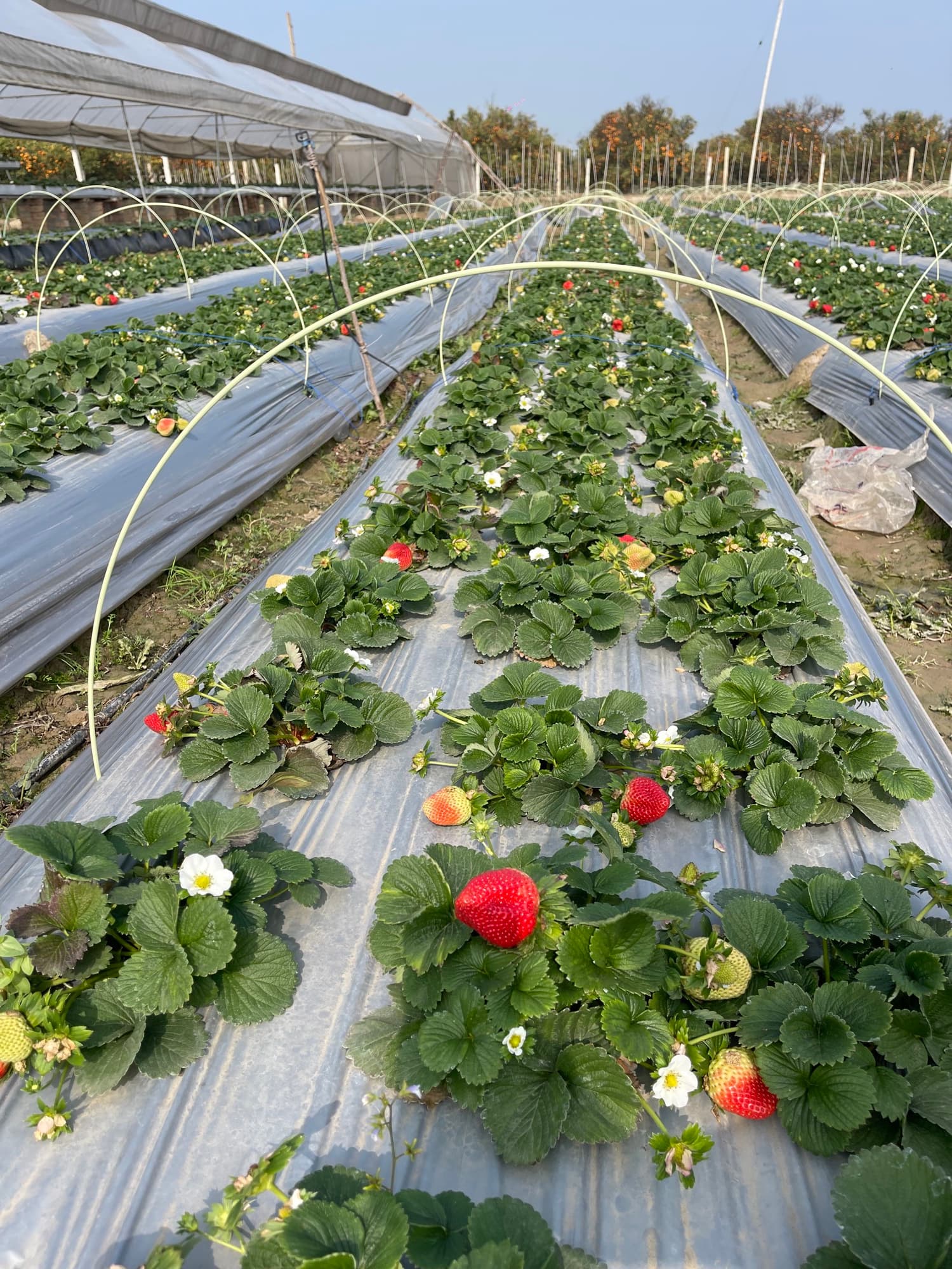 True Berry strawberry farm in season
