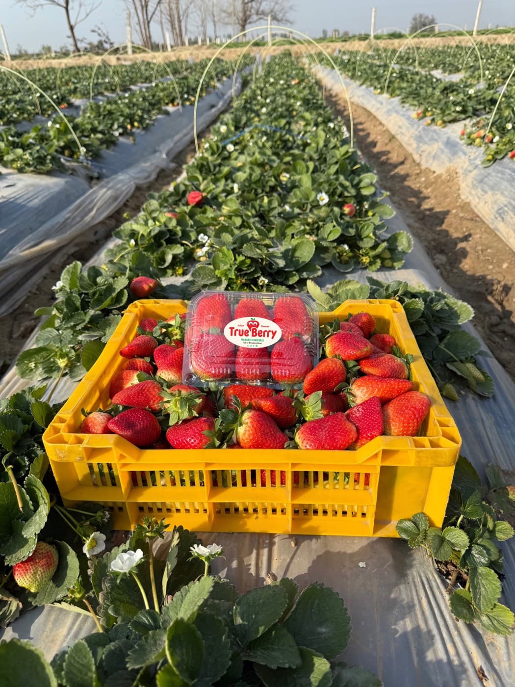 A crate of freshly picked True Berry strawberries in the field